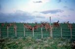Deer, Fence, AMAV03P08_16