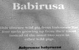 Babirusa, (Babyrousa babyrussa)