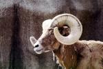 Ram, Spiral Horns, AMAV03P09_06