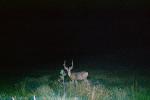 Deer, buck, Deer Caught in the headlights
