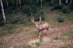 Deer, Buck, AMAV03P09_13