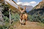 Deer, Buck, Antlers, AMAV03P09_17