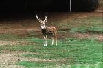 Deer, Buck, Antlers, AMAV03P09_18