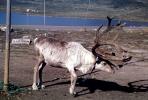 Reindeer, Antlers, AMAV03P09_19