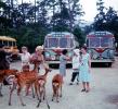 Deer Park, Miyajima, 1950s