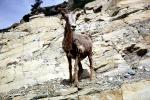 Mountain Goat, AMAV03P10_06
