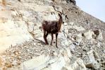 Goat on a hill, mountain, horns
