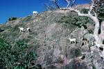 Mountain Goats, AMAV03P10_15