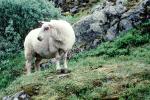 Sheep, AMAV03P11_18