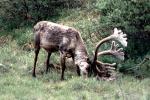 Reindeer, Antlers, AMAV03P12_12