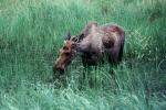 Moose, female, AMAV03P12_14