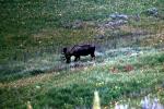 Bull Moose, fields, flowers, AMAV03P12_19