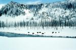 Buffalo in the Snow, Yellowstone, Winter, River, AMAV03P13_07