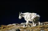 Mountain Goat, AMAV03P14_10