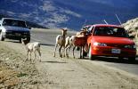 Mountain Goats, Cars, vehicles, automobiles, AMAV03P14_16