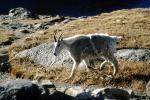 Mountain Goat, AMAV03P14_17