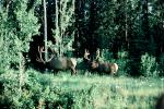 Elk, AMAV03P15_14