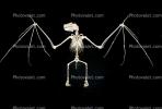 Bones, Skeleton, Skull, Egyptian fruit bat, (Rousettus aegyptiacus), megabat, AMBV01P02_17