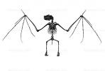 Bones, Skeleton silhouette, Skull, logo, shape, Egyptian fruit bat, (Rousettus aegyptiacus), megabat, AMBV01P02_17M