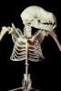 Skeletal Bones of a Jamaican Fruit-eating Bat, (Artibeus jamaicensis), Skeleton, Skull, AMBV01P03_02