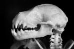 Skeletal Bones of a Jamaican Fruit-eating Bat, (Artibeus jamaicensis), Skeleton, Skull, AMBV01P03_03B