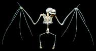 Skeletal Bones of a Jamaican Fruit-eating Bat, (Artibeus jamaicensis), Skeleton, Skull, AMBV01P03_04
