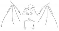 Outline of a Jamaican Fruit-eating Bat, (Artibeus jamaicensis), Skeleton, Skull, AMBV01P03_04O