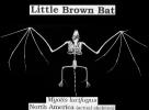 Little Brown Bat, (Myotis lucifugus), 