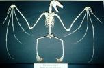 Lyle's flying fox, (Pteropus lylei), Bones, Skeleton, Skull