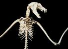 Lyle's flying fox, (Pteropus lylei)Bones, Skeleton, Skull, AMBV01P03_13
