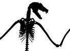 Lyle's flying fox silhouette, (Pteropus lylei), Bones, Skeleton, Skull silhouette, logo, shape, AMBV01P03_13M