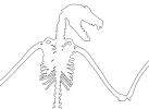 Lyle's flying fox outline, line drawing, (Pteropus lylei)