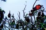 Bats Hanging from a Tree, AMBV01P04_03