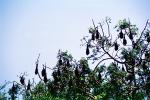 Bats Hanging from a Tree, AMBV01P04_04