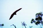 Bat in Flight, AMBV01P04_05