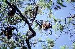 Bats Hanging from a Tree, AMBV01P04_08