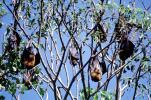 Bats Hanging from a Tree, AMBV01P04_09