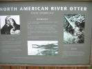 North American River Otter, (Lontra canadensis), Mustelidae, Lutrinae, AMCD01_016