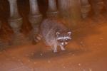 Raccoon, AMCD01_018