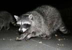 Raccoon, AMCD01_019