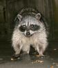 Raccoon, AMCD01_020