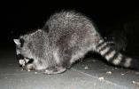 Raccoon, AMCD01_021