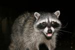 Raccoon, AMCD01_024
