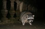 Raccoon, AMCD01_027