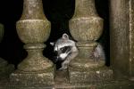 Raccoon, AMCD01_029