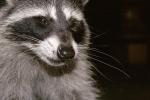 Raccoon, AMCD01_032