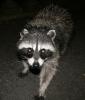 Raccoon, AMCD01_033