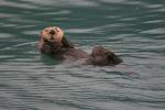 Sea Otter, AMCD01_034
