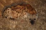 Hyena, Africa, AMCD01_036