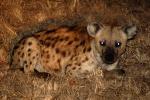 Hyena, Africa, AMCD01_037